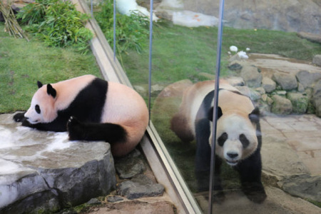 這是6月4日在日本和歌山縣白浜野生動(dòng)物園拍攝的大熊貓“陽(yáng)浜”(左)和“海浜”。(新華社記者方藝曉攝)