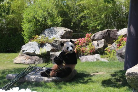 6月4日，在日本和歌山縣白浜野生動(dòng)物園，大熊貓“優(yōu)浜”在送別儀式上啃竹子。(新華社記者方藝曉攝)