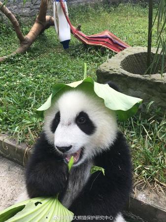 大熊貓戴荷葉制“綠帽子” 露出耳朵憨態(tài)可掬