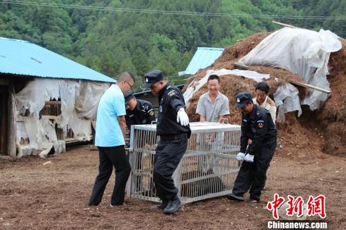 圖為民警解救黑熊?！＄娦?攝