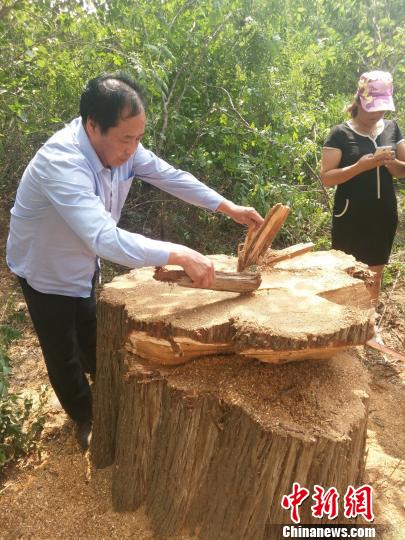 古柏樹只剩下約一米高的樹樁。民眾供圖