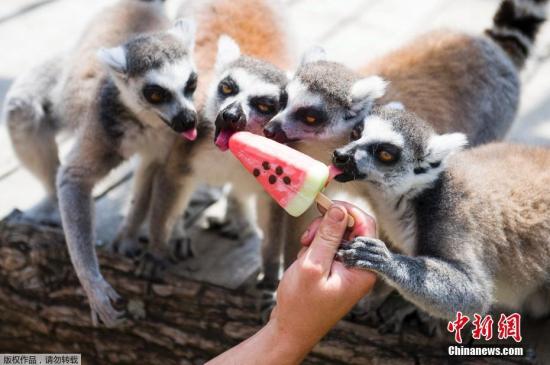 近日，匈牙利珍珠市，當(dāng)?shù)貧鉁仫j升，珍珠市動(dòng)物園的小動(dòng)物們吃冰戲水消暑。