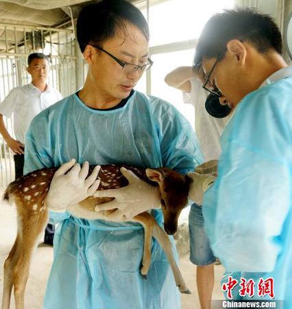 威海劉公島珍稀動物園的工作人員19日對新生小鹿進行體檢?！∮谥浅?攝