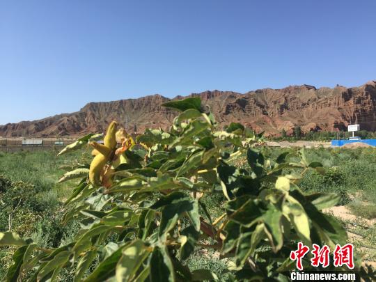 戈壁灘地上植綠，首先得改善土壤，一畝地至少需用700方新土，先把石頭挖出來，再填進(jìn)新土。圖為李生學(xué)在戈壁灘上挖石換土后種植的牡丹。　殷春永 攝