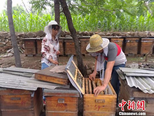 7月底，已經(jīng)過了蜜蜂生產(chǎn)蜂蜜的集中期，蜂巢上的封蓋蜜并不多?！　№n章云 攝