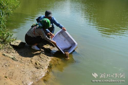 王崗和田巍夫婦正在放生娃娃魚。通訊員 李維君 攝。