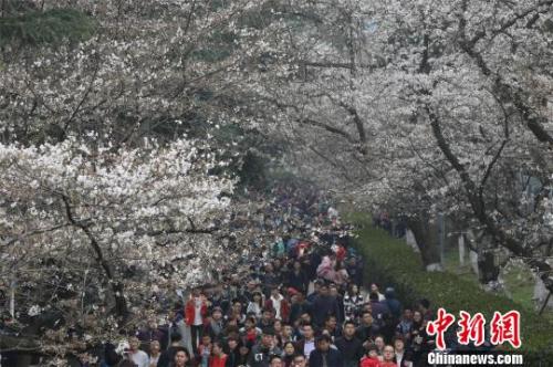 資料圖：櫻花節(jié)期間，武漢大學校園內游人如織，張暢 攝