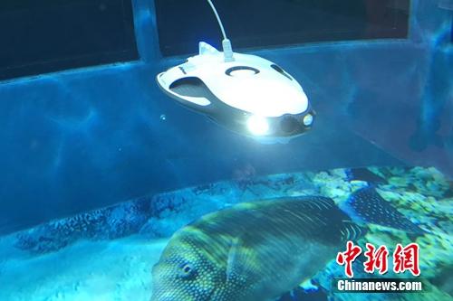 水中機器人。<a target='_blank' href='http://www.chinanews.com/' >中新網(wǎng)</a> 吳濤 攝