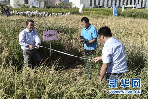 　　9月28日，在青島海水稻研發(fā)中心，測(cè)產(chǎn)專家組專家在對(duì)取樣海水稻進(jìn)行面積測(cè)量。金秋九月，黃海之濱，一片生長(zhǎng)在咸水中的特殊水稻已稻穗累累、壓彎枝頭。這是中國(guó)工程院院士、“雜交水稻之父”袁隆平領(lǐng)銜的技術(shù)團(tuán)隊(duì)培育出的最新一批“海水稻”。新華社記者 郭緒雷 攝 