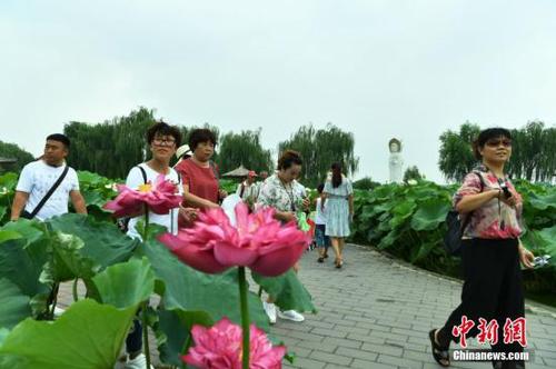 8月2日，位于雄安新區(qū)的“華北明珠”白洋淀游人如織。據(jù)了解，目前正值白洋淀最美季節(jié)，淀內(nèi)葦綠荷紅，360余種中外荷花吸引著各地的游客。圖為游客在白洋淀荷花大觀園賞荷。<a target='_blank' href='http://www.chinanews.com/'>中新社</a>記者 翟羽佳 攝