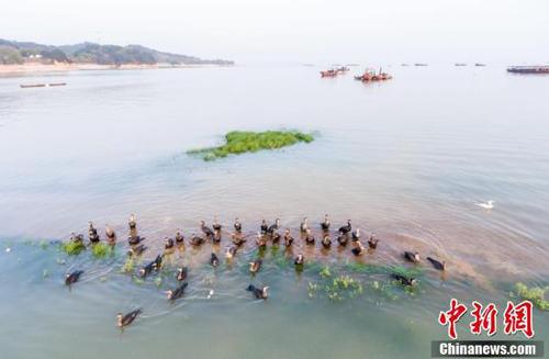 鄱陽(yáng)湖5日起現(xiàn)今年首次長(zhǎng)江水倒灌 利于漁業(yè)恢復(fù)