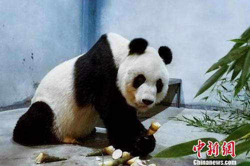 圖為大熊貓健康及營養(yǎng)狀況正在恢復。西安秦嶺野生動物園供圖