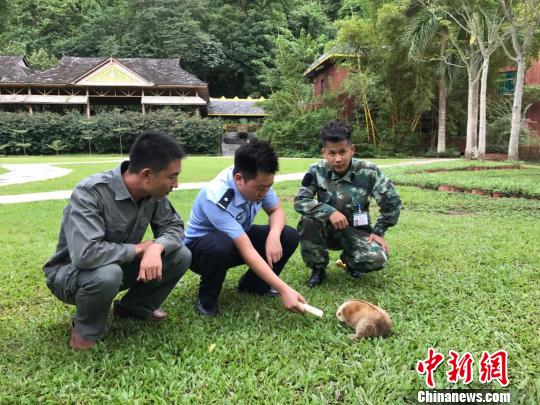 圖為蜂猴被救助。　常宗波 攝