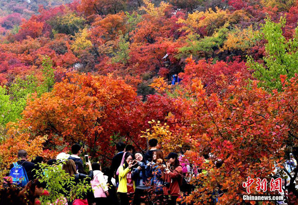 北京紅葉進(jìn)入最佳觀賞期2