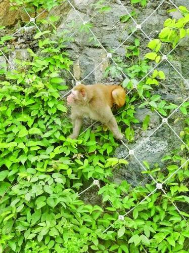 30斤重野猴在高速公路出沒 跳到警察腿上又撓又咬