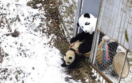 日本上野動物園熊貓寶寶將亮相：抽簽觀看 限5分鐘