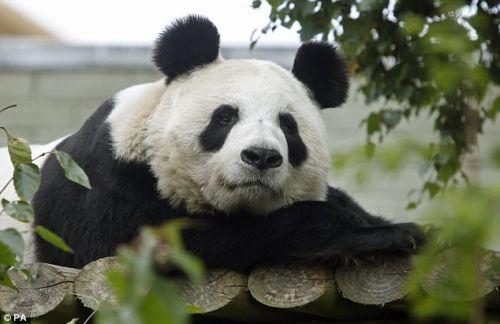 日本上野動物園熊貓寶寶將亮相：抽簽觀看 限5分鐘