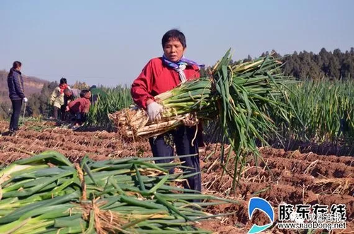 南方妹子遇北方大蔥瘋了:長(zhǎng)了20多年 還沒(méi)根蔥高!