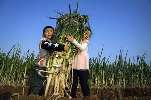 南方妹子遇北方大蔥瘋了:長(zhǎng)了20多年 還沒(méi)根蔥高!