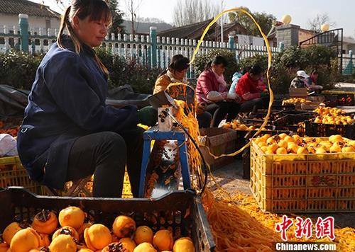 11月14日，陜西省隴縣天城鎮(zhèn)范家營(yíng)村農(nóng)戶正在采摘柿子，進(jìn)行柿餅深加工。該村有柿子樹千余棵，近半數(shù)樹齡超過百年，年產(chǎn)柿子300余噸。往年由于柿子滯銷造成大量柿子爛在地里。今年在當(dāng)?shù)卣鲐毟刹繋椭?，該村以合作社加農(nóng)戶方式，正在以采摘、深加工、銷售一條龍服務(wù)模式脫貧。 <a target='_blank' href='http://www.chinanews.com/'>中新社</a>記者 宋吉河 攝