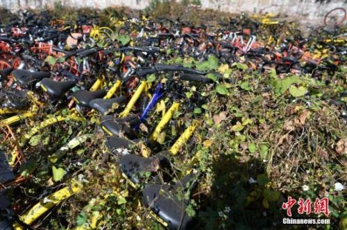 資料圖：數(shù)百輛共享單車被荒草“掩埋”。<a target='_blank' href='http://www.chinanews.com/'>中新社</a>記者 任東 攝