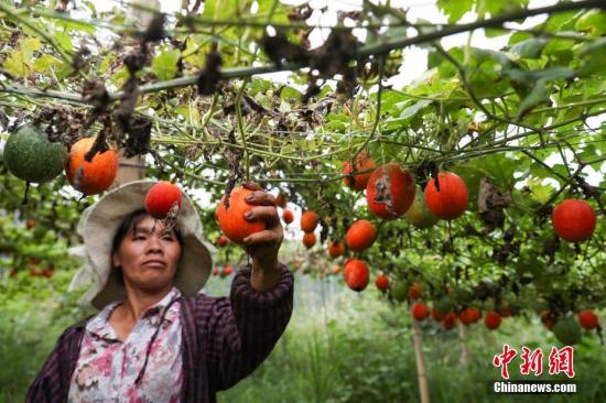 10月10日，丹寨縣排調(diào)鎮(zhèn)明超產(chǎn)業(yè)扶貧專業(yè)合作社民眾在采摘吊瓜。近日，貴州省丹寨縣排調(diào)鎮(zhèn)吊瓜進(jìn)入采摘時(shí)節(jié)，瓜農(nóng)在田間采摘，喜迎豐收。丹寨縣排調(diào)鎮(zhèn)吊瓜種植項(xiàng)目，總投資238.5萬元，其中申請財(cái)政扶貧資金166.5萬元，自籌72萬元，采取“村社聯(lián)建”運(yùn)營模式，在該鄉(xiāng)鎮(zhèn)9個(gè)村實(shí)施吊瓜種植600畝，2017年產(chǎn)值約120萬元，項(xiàng)目產(chǎn)生效益后利潤部分采取4411分紅模式，即40%貧困戶、40%合作社經(jīng)營管理人員、10%村集體、10%合作社作為下一步壯大發(fā)展資金，種植項(xiàng)目帶動(dòng)84戶貧困戶脫貧增收。賀俊怡 攝