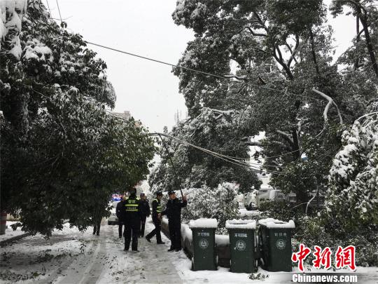 湖北十堰，積雪壓斷樹(shù)枝 劉英 攝