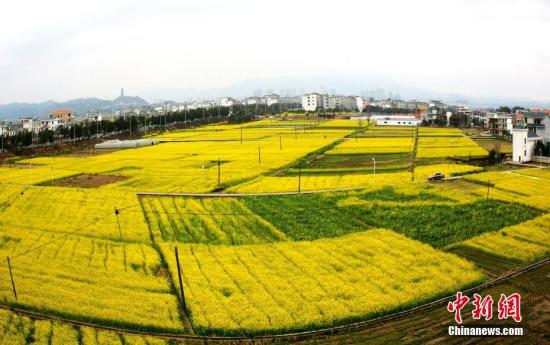 資料圖：江西省遂川縣枚江鎮(zhèn)盛開的油菜花撒滿大地。 李建平 攝