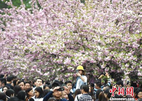 4月1日，中國(guó)科學(xué)技術(shù)大學(xué)校園內(nèi)的櫻花全面盛開，萬(wàn)人涌入“櫻花大道”?！№n蘇原 攝