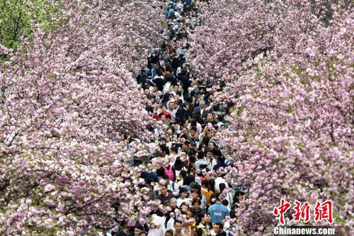 4月1日，中國(guó)科學(xué)技術(shù)大學(xué)校園內(nèi)的櫻花全面盛開，萬(wàn)人涌入“櫻花大道”?！№n蘇原 攝