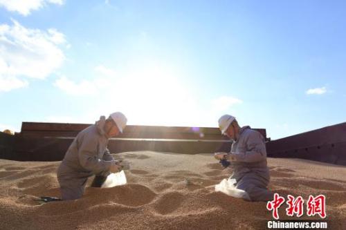 資料圖：遼寧大窯灣檢驗(yàn)檢疫局工作人員對(duì)進(jìn)口大豆進(jìn)行查驗(yàn)?！￠Z善友 攝