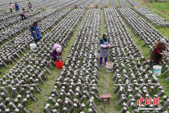 3月12日，農(nóng)戶在田間采摘木耳。近年來，貴州省印江土家族苗族自治縣以“政府引導(dǎo)、企業(yè)主體、農(nóng)戶參與”的模式，結(jié)合市場需求，發(fā)展食用菌產(chǎn)業(yè)。目前，該縣累計建成食用菌基地15個，建成育菌棚、生產(chǎn)大棚3200余個(占地76.8萬平方米)，2017年，種植食用菌8800萬棒，實現(xiàn)產(chǎn)量約6.6萬噸，產(chǎn)值5.28億元；帶動6000余戶群眾22000余人(其中貧困戶3000余戶，10000余人)發(fā)展食用菌種植，實現(xiàn)當(dāng)年帶動的貧困人口人均增收3500元以上，確保當(dāng)年參與貧困戶精準(zhǔn)脫貧。食用菌主要銷往重慶、浙江、上海、廣東、福建等地，干菇通過電商和代理商銷往全國各地。<a target='_blank' href='http://www.chinanews.com/'>中新社</a>記者 賀俊怡 攝