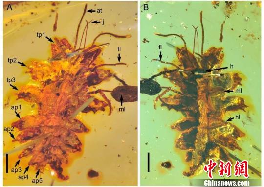 中國(guó)科學(xué)家在緬甸琥珀中發(fā)現(xiàn)一億年前昆蟲擬態(tài)行為