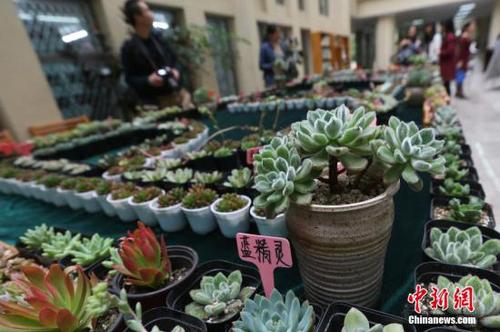 資料圖：多肉植物。<a target='_blank' href='http://www.chinanews.com/'>中新社</a>記者 泱波 攝