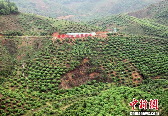 圖為百色市右江區(qū)永樂鎮(zhèn)芒果種植示范區(qū)一角?！钪拘?攝