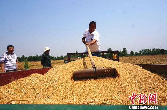 河南的哥橫跨千里回鄉(xiāng)收麥：有田有糧外出不慌（圖）