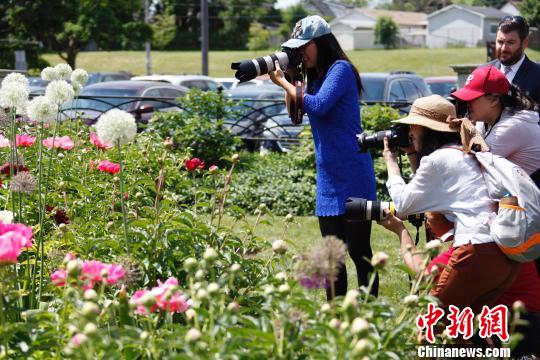 當(dāng)?shù)貢r(shí)間6月8日，加拿大安大略省奧沙瓦市(Oshwa)一年一度的知名活動(dòng)牡丹節(jié)再次來臨之際，當(dāng)?shù)厝A人攝影愛好者“組團(tuán)”拍攝鮮花。　余瑞冬 攝