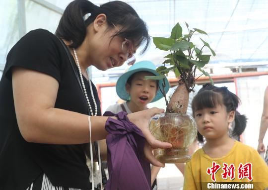 一游客母親捧著無(wú)土栽培地瓜盆景向孩子進(jìn)行農(nóng)業(yè)科普教育。　黃水林 攝