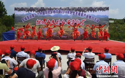 8月23日，羅城縣舉行喜迎第一個中國農(nóng)民豐收節(jié)暨2018年羅城野生毛葡萄產(chǎn)業(yè)推介活動。　韋如代　攝