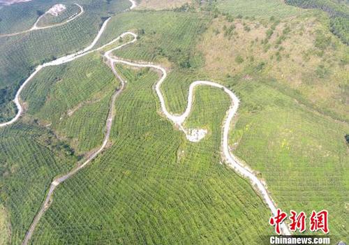 圖為羅城縣天霜毛葡萄基地一角。韋如代 攝