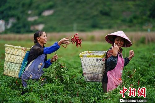 9月26日，貴州鎮(zhèn)寧扁擔山鎮(zhèn)蔬菜基地，菜農(nóng)在田間采摘辣椒。近日，正值貴州省鎮(zhèn)寧縣扁擔山鎮(zhèn)蔬菜基地各類蔬菜采摘上市時期，菜農(nóng)田間地頭采摘忙。<a target='_blank' href='http://www.chinanews.com/'>中新社</a>記者 賀俊怡 攝