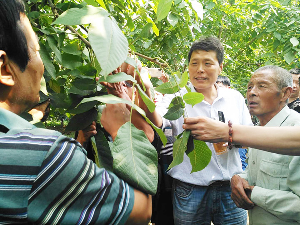 4北京市林業(yè)果樹科學研究院研究員郝艷賓淶水麻核桃基地授課。