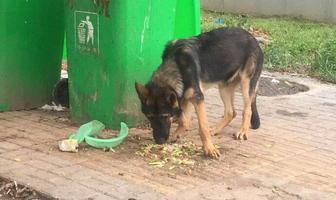 警犬兩次“被盜”究竟是“管不住狗”還是“釣魚(yú)執(zhí)法”