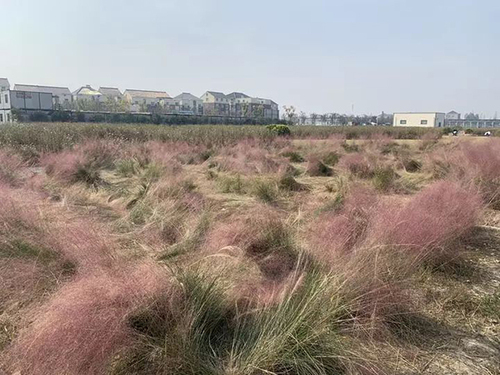 杭州又一花海淪陷:游客跳躍打滾 主播邊踩踏邊直播