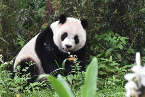 圓仔就是愛熱鬧！臺灣《聯(lián)合報》/臺北市立動物園供圖