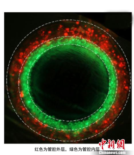 中美醫(yī)學專家攜手取得3D生物打印新進展