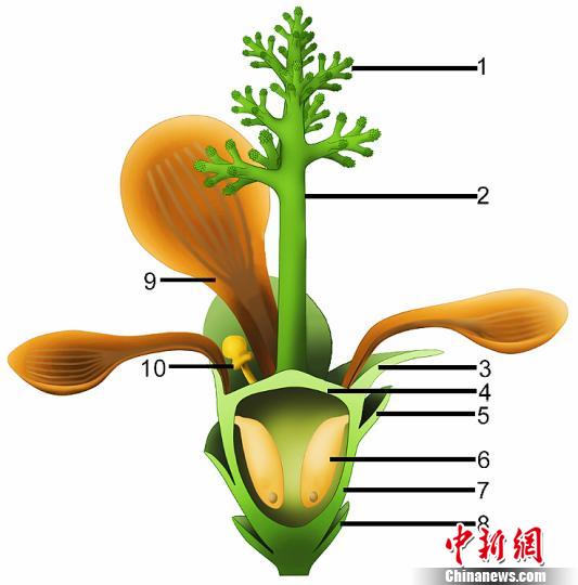 中外科學(xué)家發(fā)現(xiàn)侏羅紀(jì)早期“南京花”為迄今最古老花朵