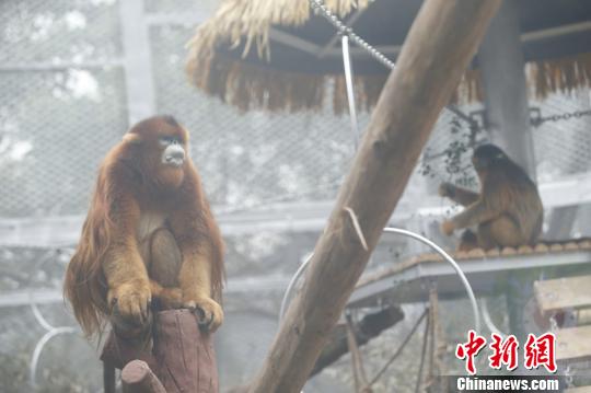 圖為重慶動物園的川金絲猴誠誠和玉玉?！№n璐 攝