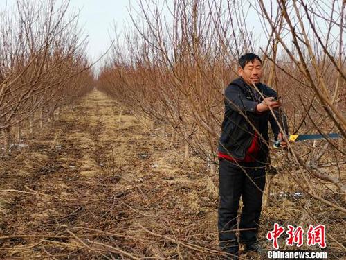 隨著子女長大、父母衰老，家中經(jīng)濟壓力逐年增大，劉奉智父親在務(wù)工、種莊稼之余，又種了一些桃樹，贍養(yǎng)父母、供養(yǎng)子女讀書。　郝學娟 攝