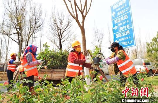 北京世園會將于4月底在延慶揭幕。圖為由延慶園藝產(chǎn)業(yè)園供應(yīng)的月季花苗被栽植到園區(qū)南路綠化帶兩側(cè)。延慶區(qū)供圖